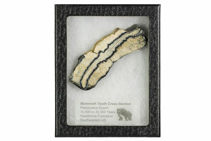Mammoth Molar Slice With Case - South Carolina #106499